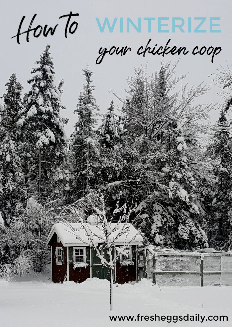 How to Winterize your Chicken Coop Fresh Eggs Daily® with Lisa Steele