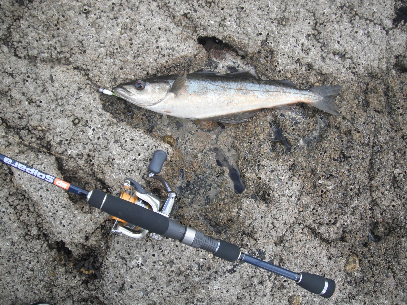 South East Lure Angling A day of firsts.....