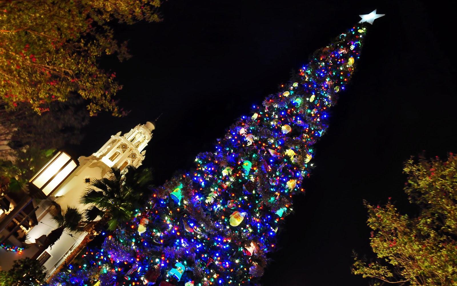 The Buena Vista Tree