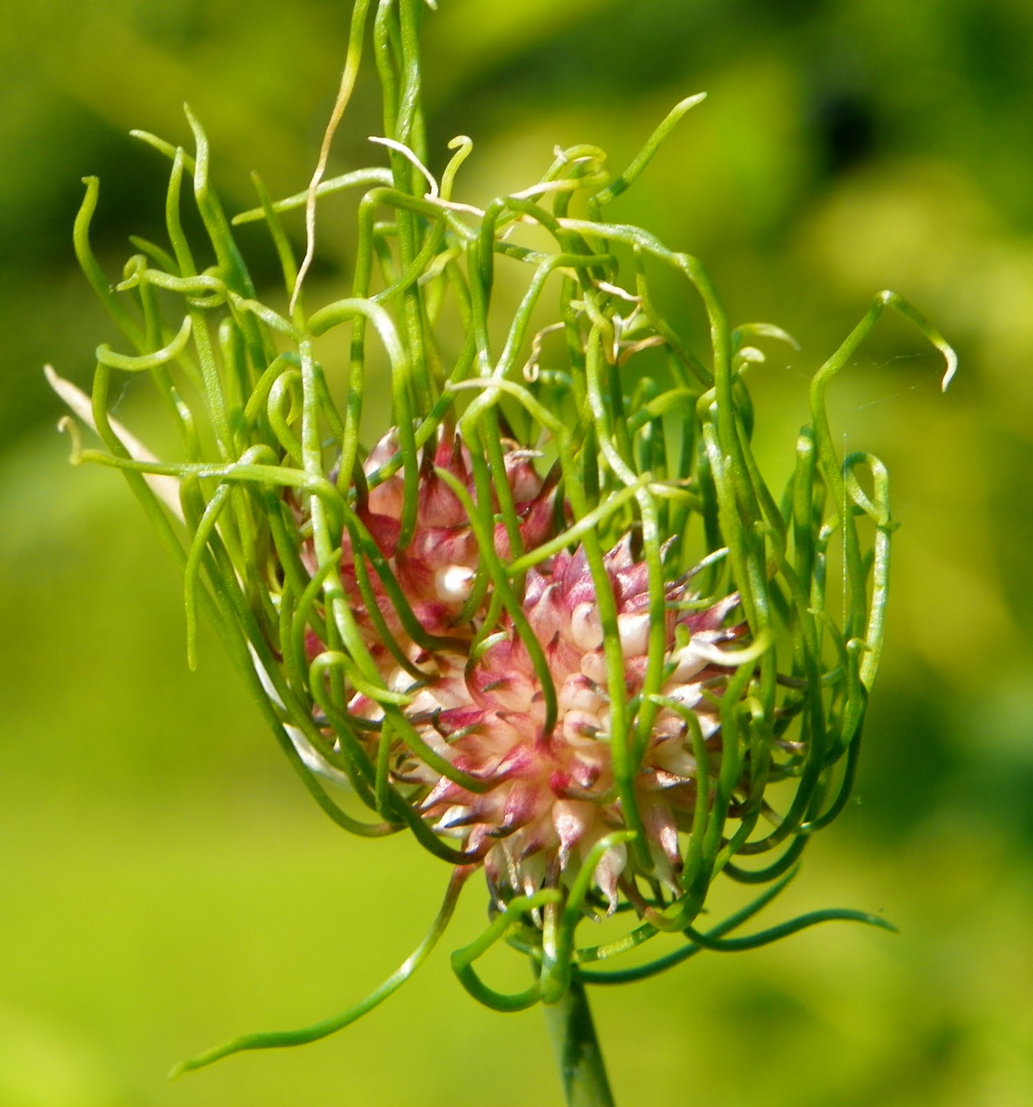 “What’s Blooming Now” : Field Garlic, Wild Onion (Allium vineale)