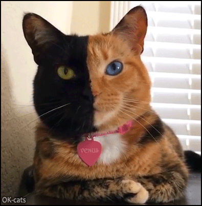 Amazing Cat GIF • 'Venus' the two-faced Cat - Orange tabby face with blue eye and black face with green eye Amazing Cat GIF • 'Venus' the two-faced Cat - Orange tabby face with blue eye and black face with green eye