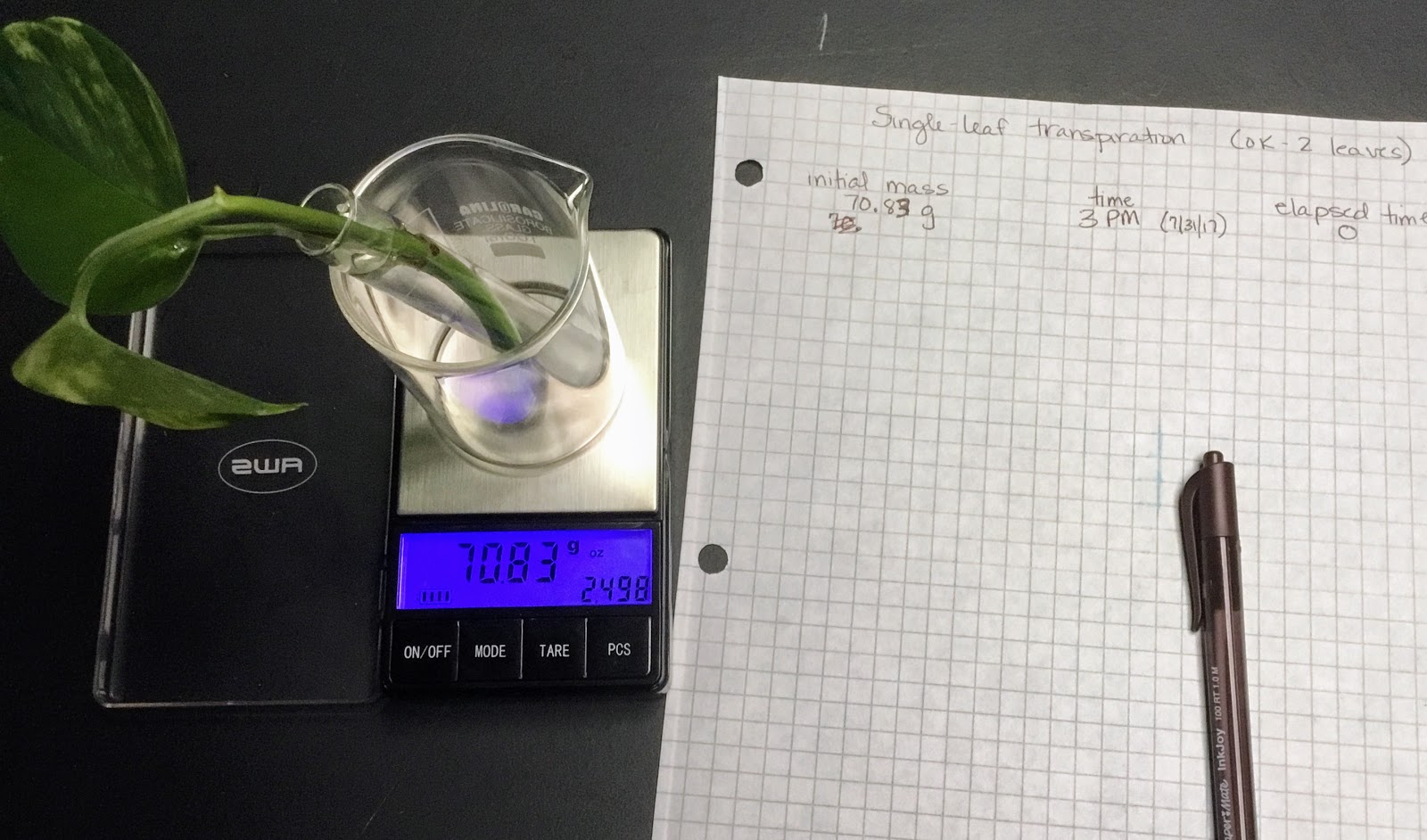 Biology by the Math Mom Transpiration Lab Take 3