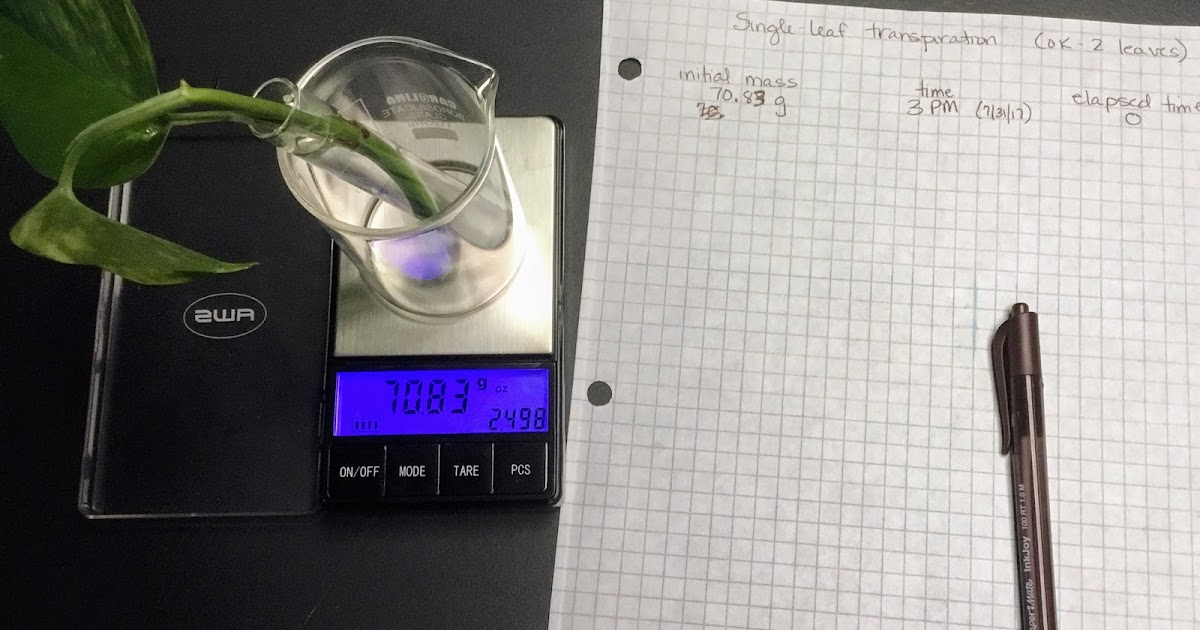 Biology by the Math Mom Transpiration Lab Take 3