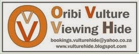 Oribi Vulture Viewing Hide Click for details.
