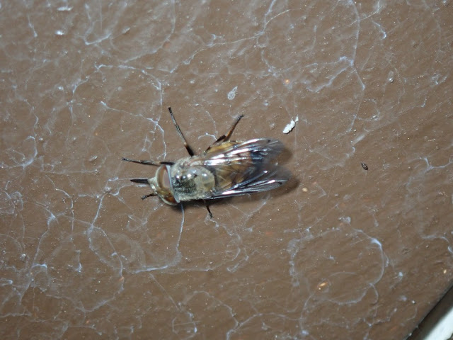 Copestylum haagii Copestylum haagii