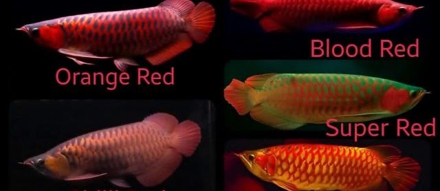 Ini Dia Jenis-Jenis Ikan Arwana Terbaik Harga Mahal dan Gambarnya