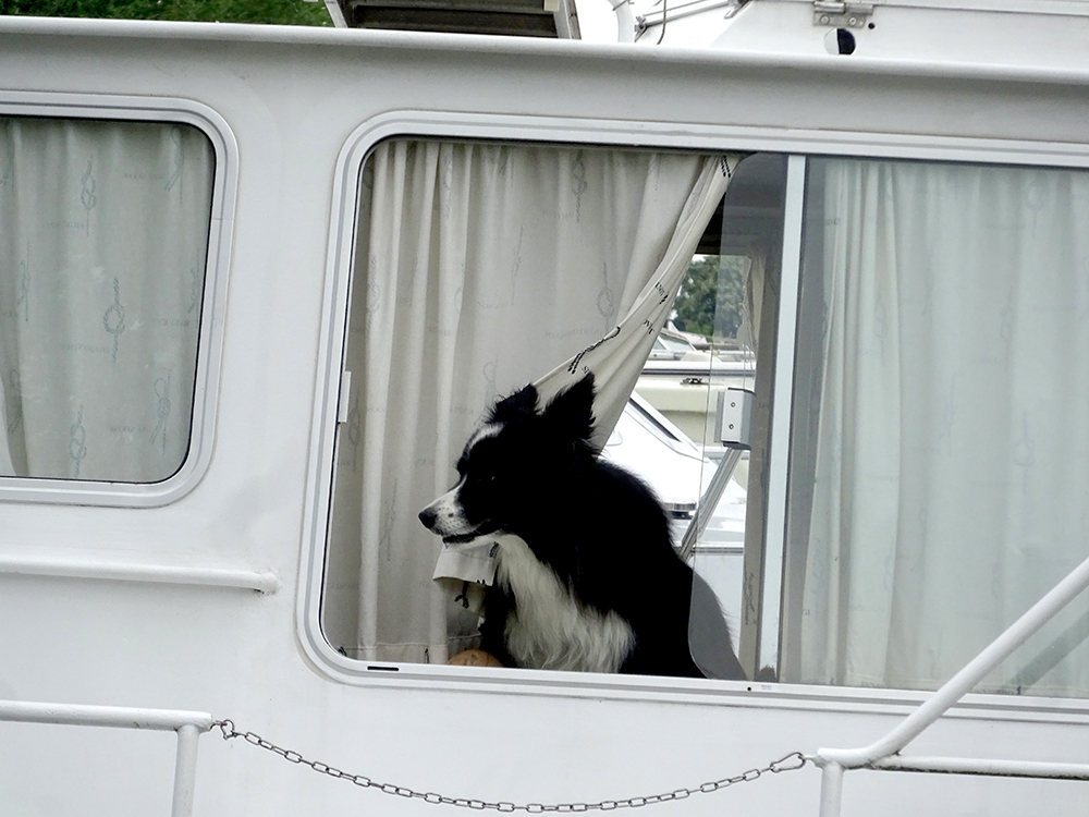 OnboardPlan B Hund an BordDog onboard