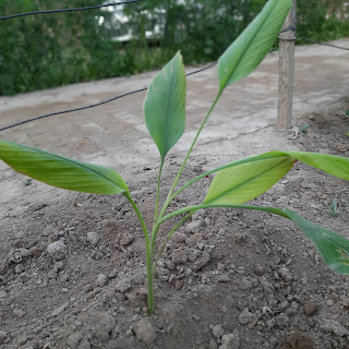 Turmeric