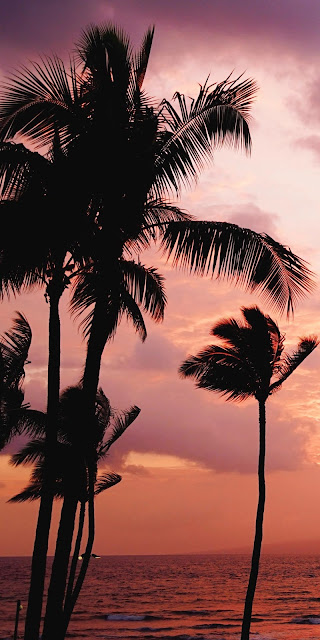 Coconut, Phoenix, Silhouette, Sea, Sunset, Twilight Coconut, Phoenix, Silhouette, Sea, Sunset, Twilight