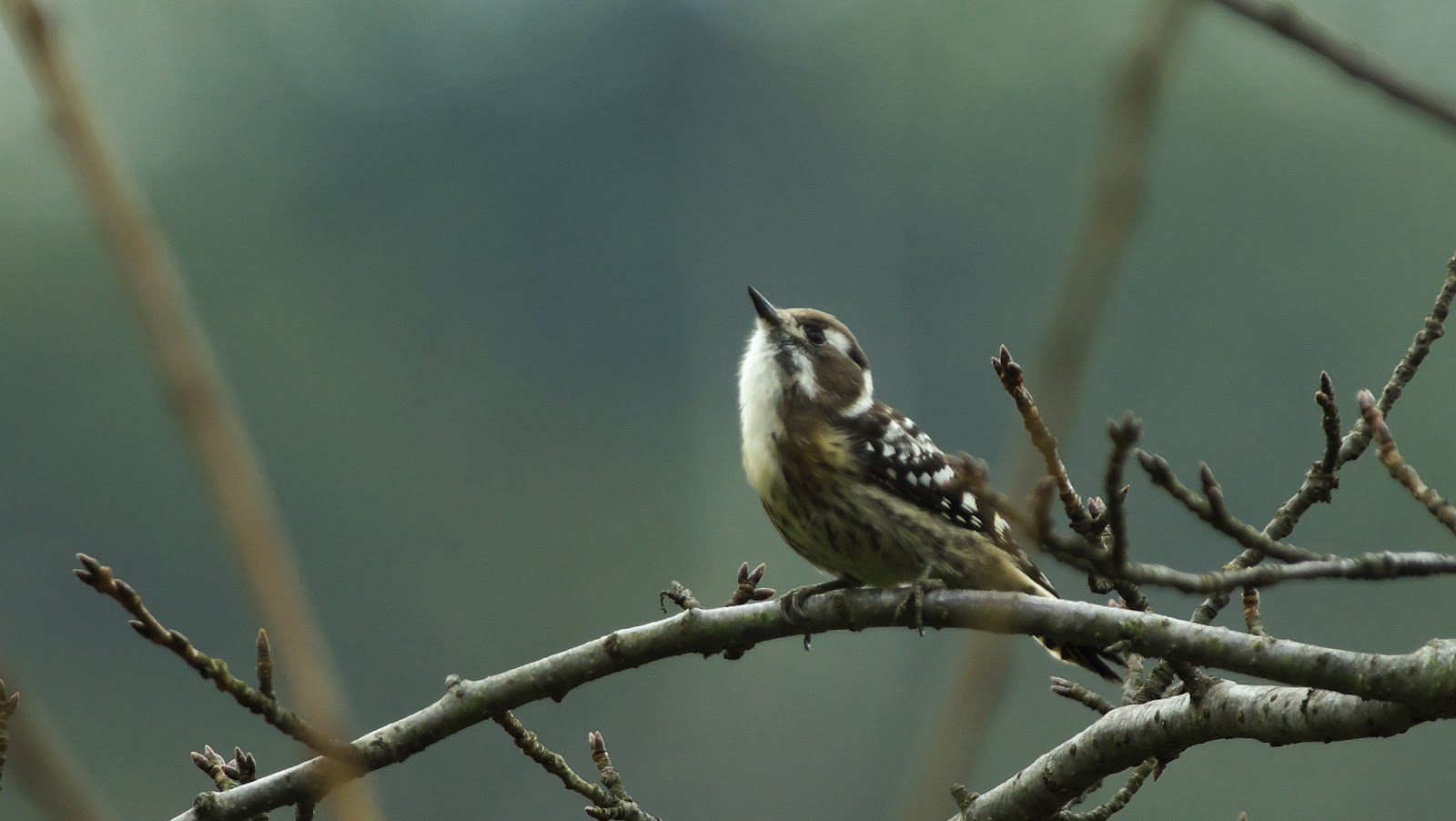今日のかわいらしさ: この盲目の犬は自分の盲導犬を持ちました