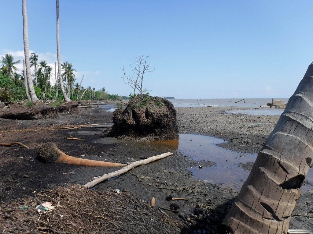 Abrasi Pantai Cemara Ancam Kehidupan Masyarakat Pesisir Timur Jambi Dan Keberadaan Hutan Taman Nasional Berbak Dan Sembilang Mangrovemagz Com