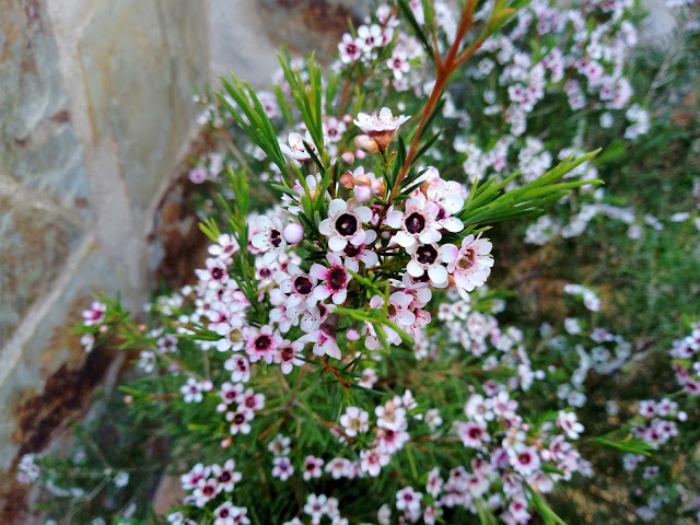 Flor de cera (Chamelaucium uncinatum Desf.).