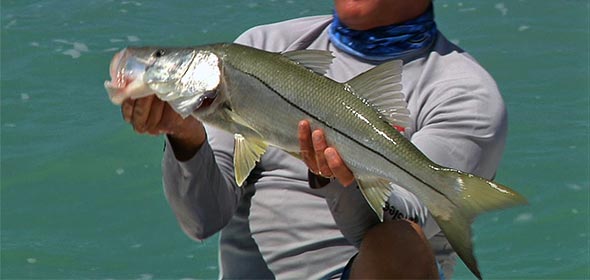 Key Largo Snook Fishing