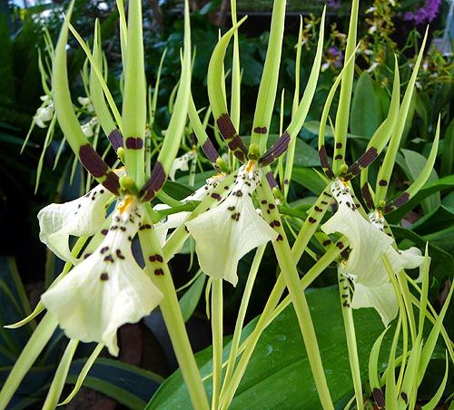 Paixão por orquídeas - Meu orquidário: Brassia - A Orquídea Aranha Parte I