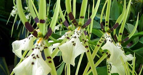 Paixão por orquídeas - Meu orquidário: Brassia - A Orquídea Aranha Parte I