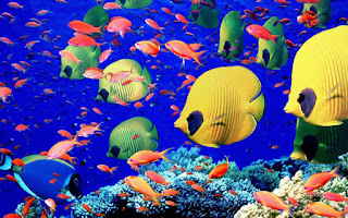صور اسماك زينة للمنزل والمكتب The%2Bmost%2Bbeautiful%2Bpictures%2Bof%2Bcolorful%2Bfish%2B%25281%2529