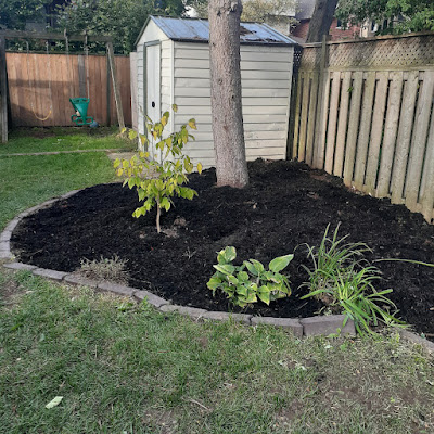 Sherwood Park Toronto Backyard Garden Cleanup After by Paul Jung Gardening Services--a Small Toronto Gardening Company