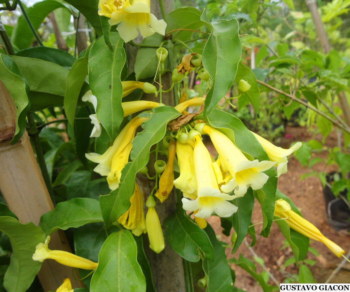 Viveiro Ciprest - Plantas Nativas e Exóticas: Trepadeira Chuva de Ouro ou  Cipó Amarelo ( Anemopaegma chamberlaynii )