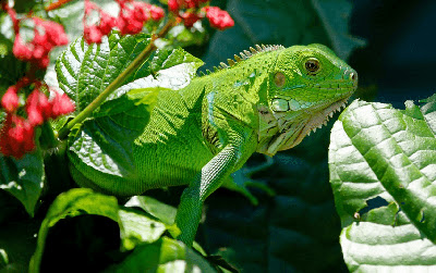 Cara Merawat Iguana Supaya Cepat Besar Untuk Pemula Cara Merawat Iguana Supaya Cepat Besar Untuk Pemula
