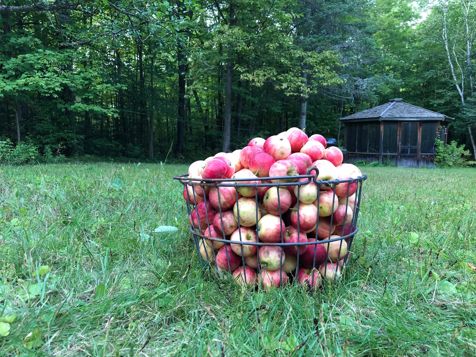 Nammah's Garden After Apple Picking