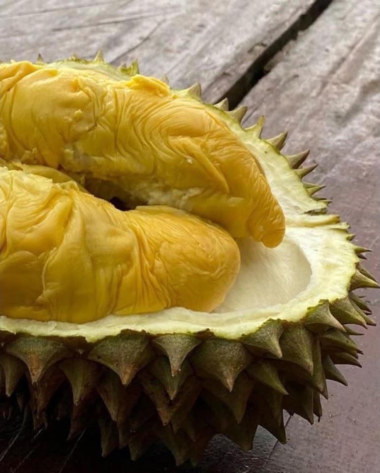 BIBIT DURIAN CHANEE KAKI 3 SUPER Cilegon