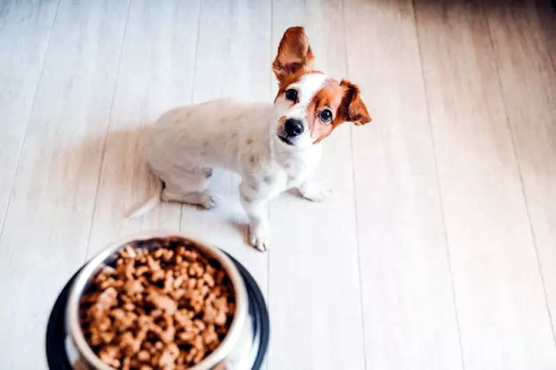 How To Read Pet Food Labels