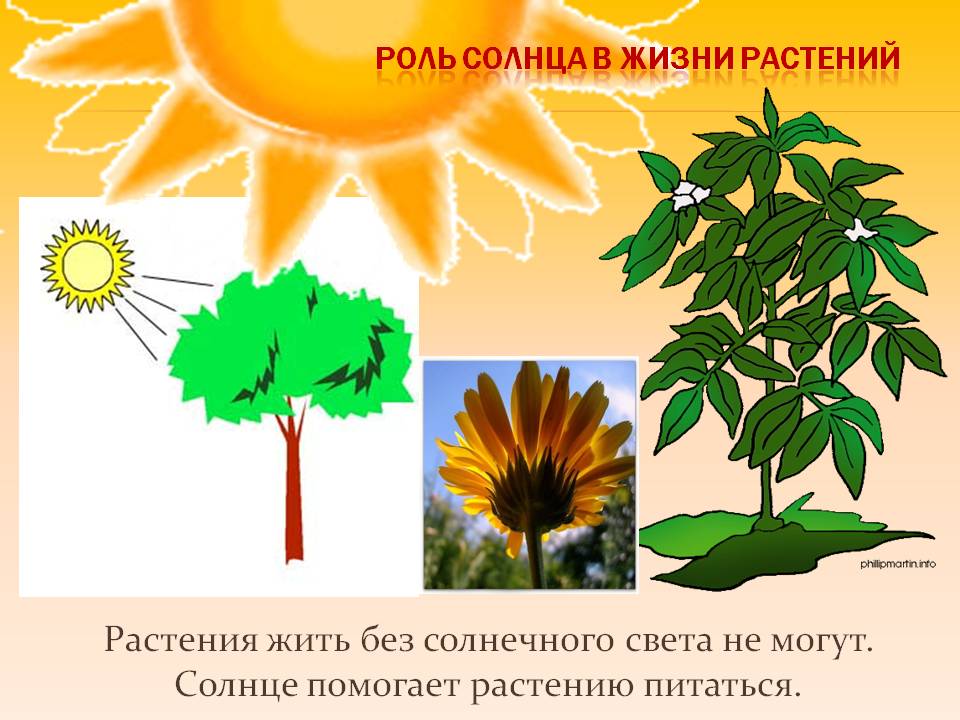 Роль светы в жизни растений. Жизнь растений для детей. Солнечный свет необходим растению для. Роль солнца в жизни. Роль солнца для растений.