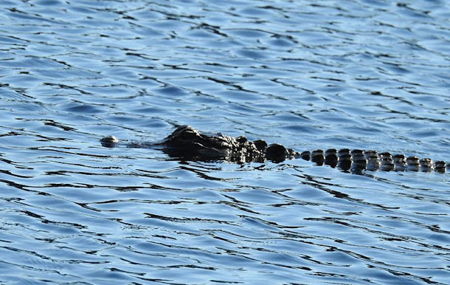 Smaller gator in a natural pond.