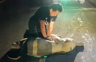 في تايلاند ، ينقذ رجل فيلًا رضيعًا عن طريق التنفس الاصطناعي له