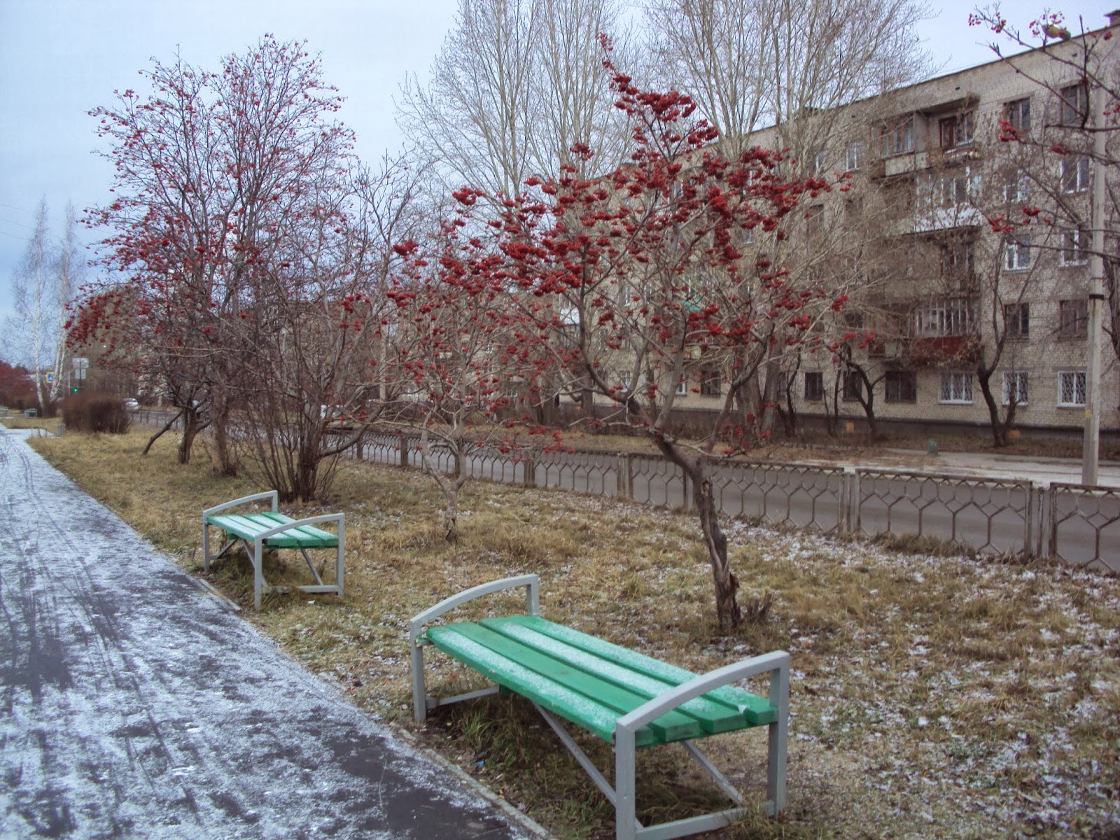 Веста новоуральск дерево