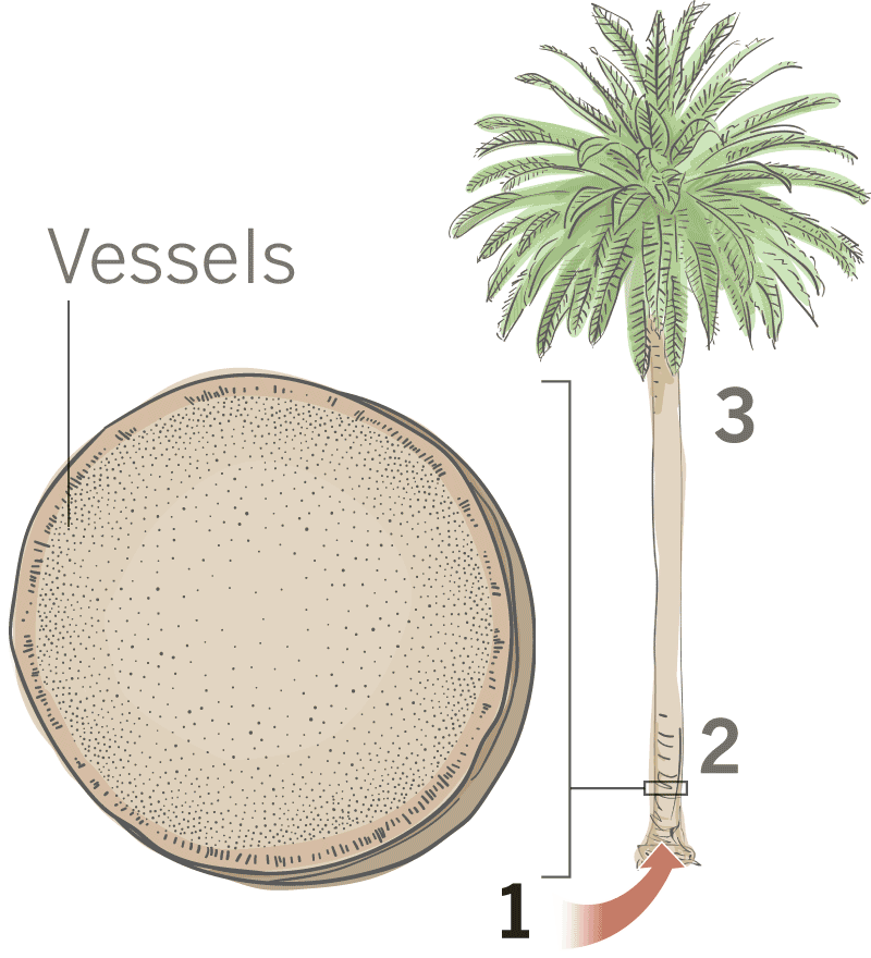 L.A.’s palm trees are dying and it’s changing the city’s famous skyline