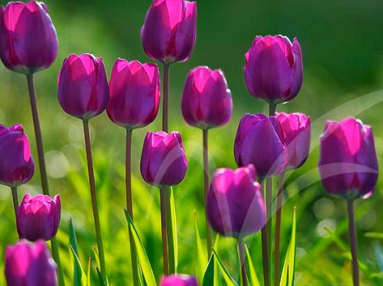 MochaBrave Bunga Tulip Ungu MochaBrave Bunga Tulip Ungu