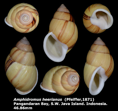 Amphidromus heerianus 46.86mm