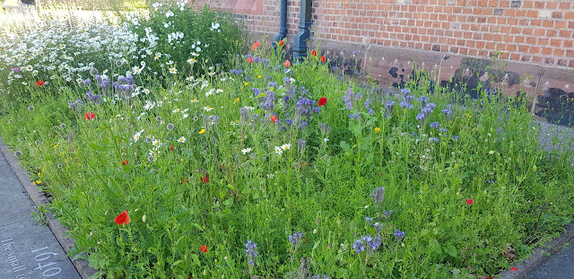 Ordsall Hall Reproduction Tudor Wildflower Garden in Salford, Manchester