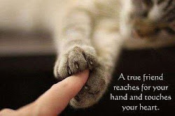 Paws for Thought