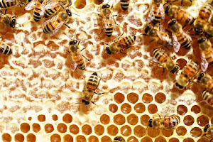 Lebah dan Sarang Lebah