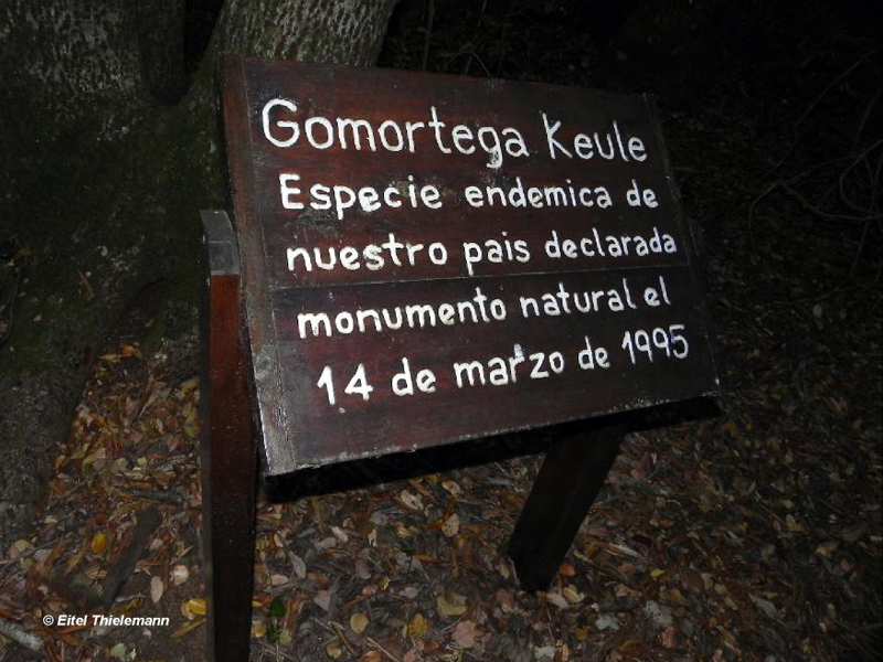 Región del Maule Reserva Nacional Los Queules