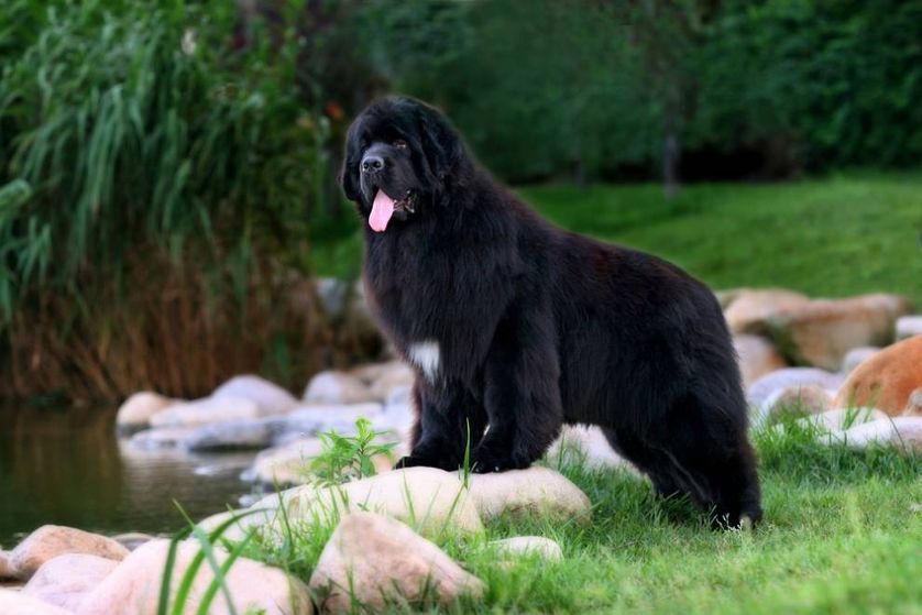 9 of the world's largest dog breeds Pets Lovers