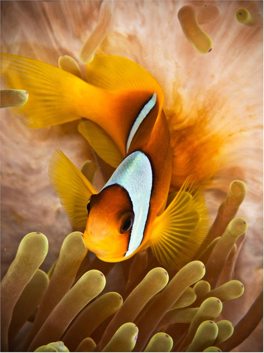 Stunning Like Never Seen Before Underwater Photography