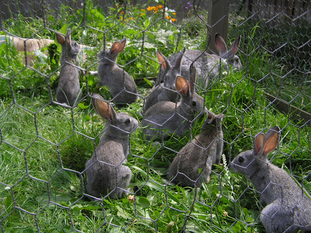 keeping rabbits american chinchilla