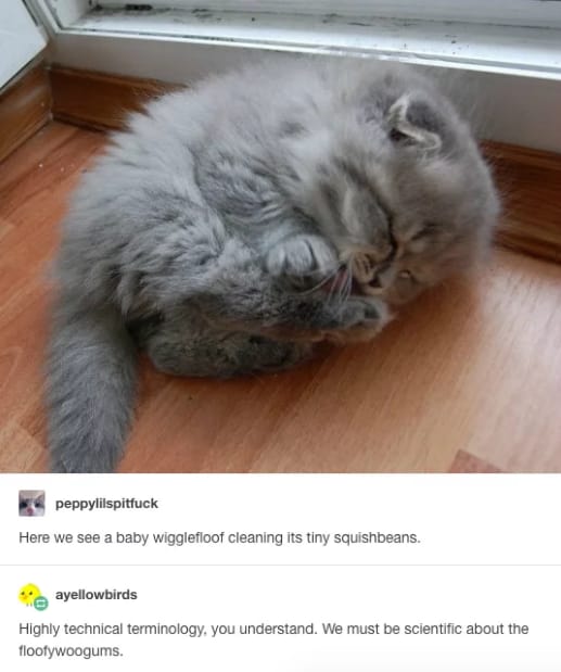 8 Tumblr Posts That Each cats owner Will Immediately Recognize We