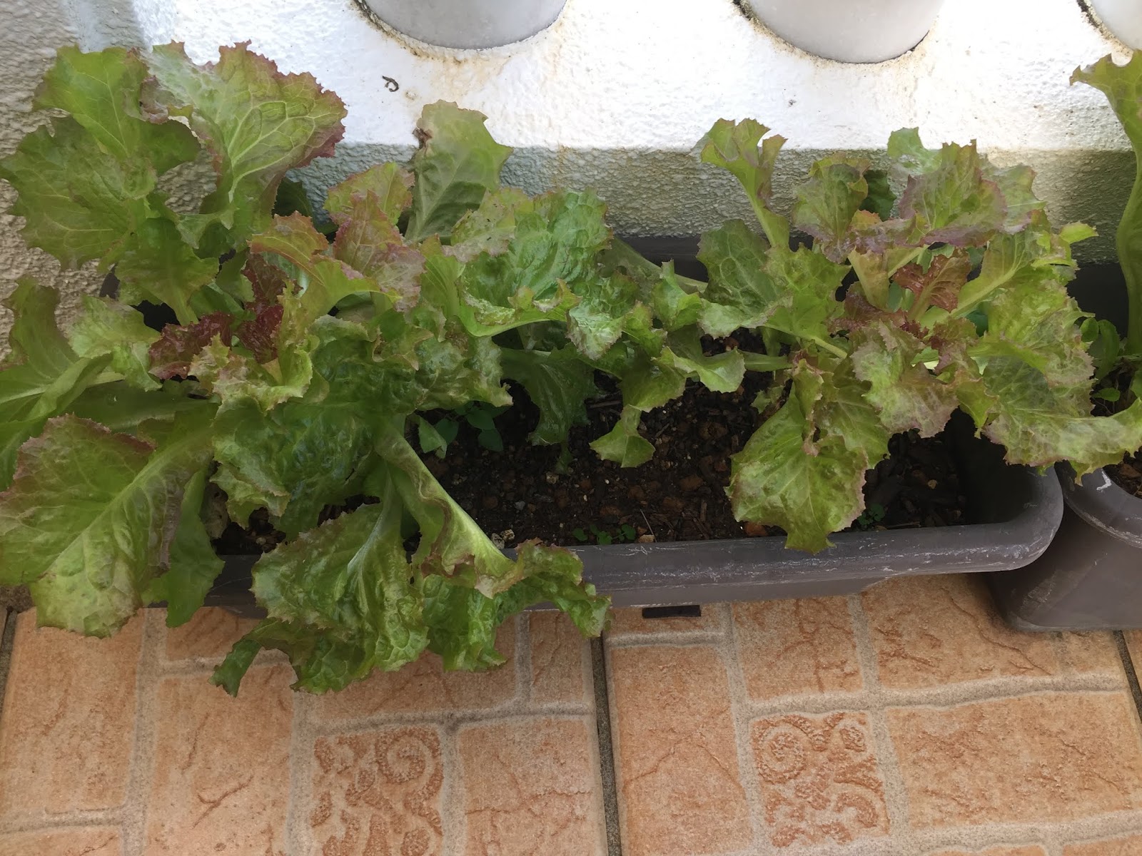 Okinawa Gardener Sunny Lettuce (Red Leaf Lettuce) Album