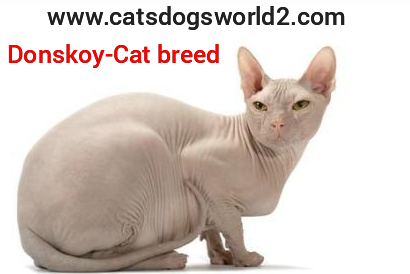 polish cat breeds