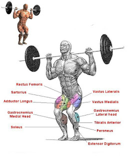 Top 5 Exercises For Building Legs, Front Squats Top 5 Exercises For Building Legs, Front Squats