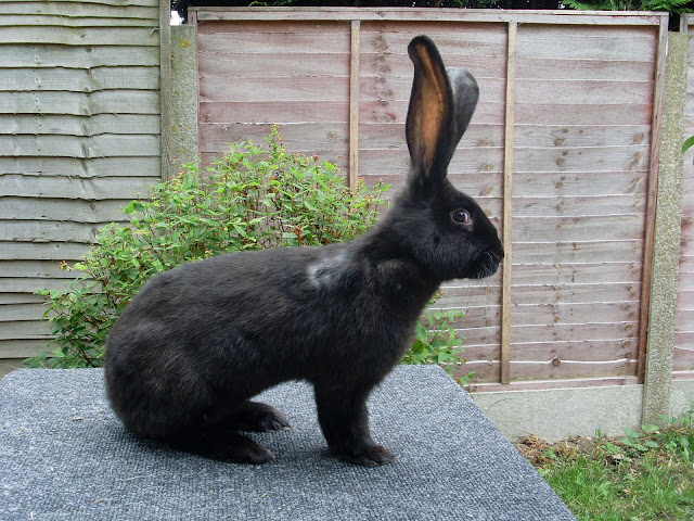 MI MALETA DE RECORTES: Black Animals/Animales Negros