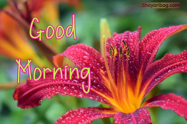 Good Morning With Flowers Good Morning With Flowers