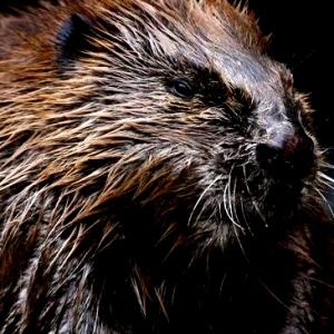 Gudang Bertuah Manfaat Batu Mustika Sero Regul