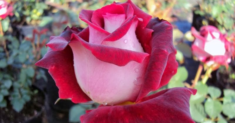 Osiria, Mawar Termahal Berwarna Cantik | wisbenbae