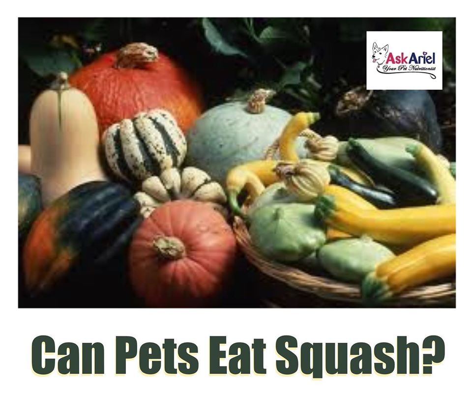 What Types of Squash are Safe For Pets? Holistic Vet and Pet