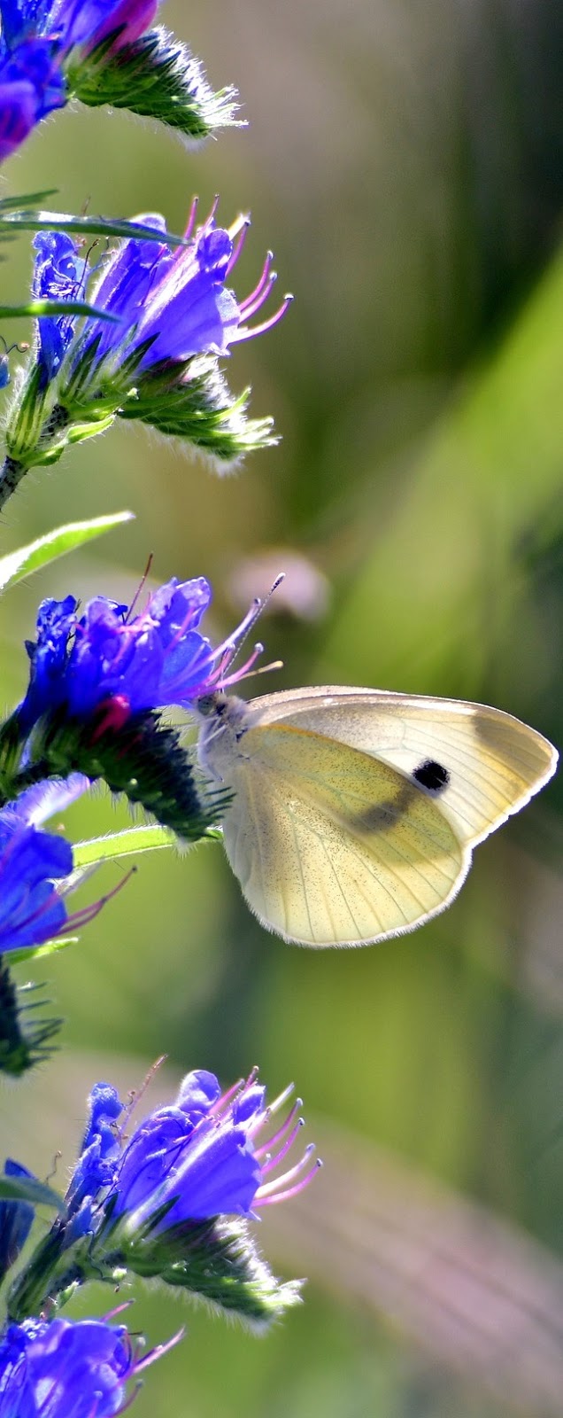 A cabbage white butterfly.